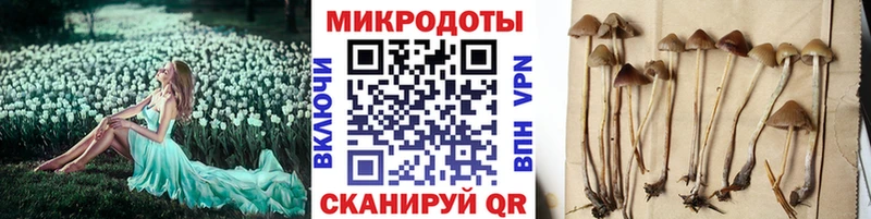 Купить где  Свободный  Галлюциногенные грибы Cubensis 